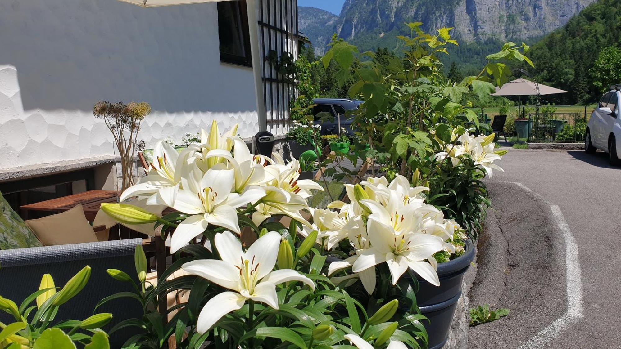 Haus Alpenblick Obertraun Exterior foto